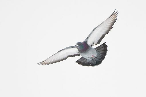 A couple of pigeon in flight shots-pigeon-flight-1.jpg