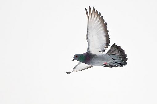 A couple of pigeon in flight shots-pigeon-flight-2.jpg