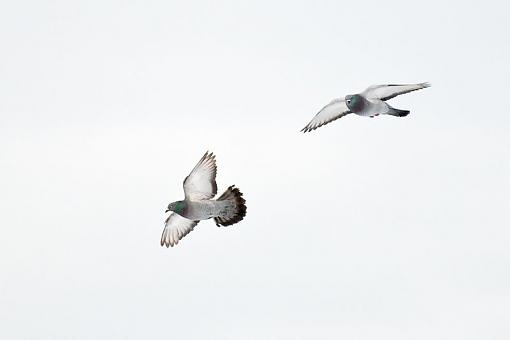 A couple of pigeon in flight shots-pigeon-flight-3.jpg