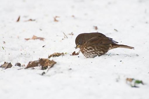 Some little ones foraging in the winter-foraging-winter.jpg