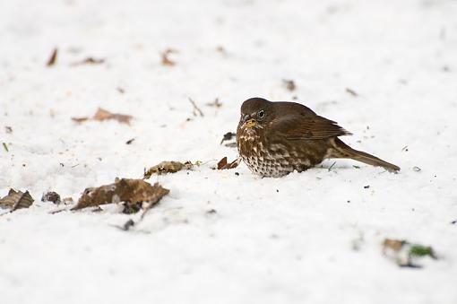 Some little ones foraging in the winter-foraging-winter-2.jpg