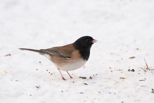 Some little ones foraging in the winter-foraging-winter-3.jpg