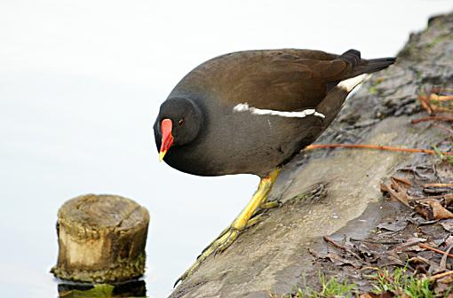 Common Moor Hen-dsc03862pr.jpg