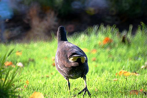 A moorhen going off into the big wide world-cmhgoingintoworldpr.jpg