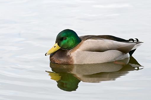 Another Male Mallard-male-mallard-falling-asleep-pr.jpg