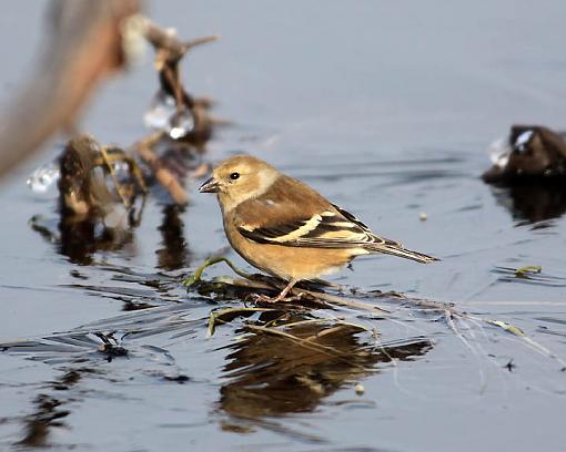 Winter 2008 Bird ID Thread.-2329w.jpg