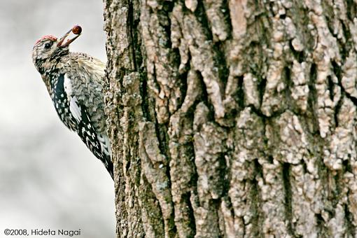 Master of Camouflage-ybss-1.jpg