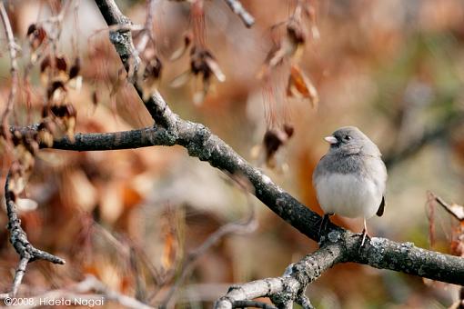 Cemetery Birds-cemetery-birds-1.jpg