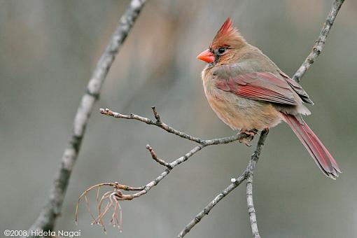 Cemetery Birds-cemetery-birds-2.jpg