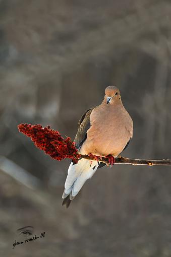 Morning Dove-morning-dove-800.jpg