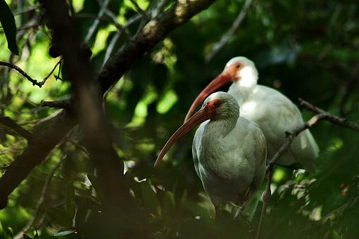 The Ibis brothers-ibis_brothers.jpg