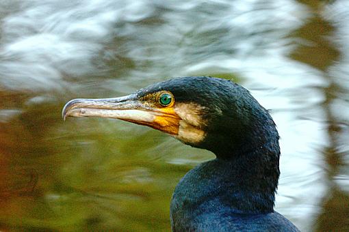 Great Cormorant with 500mm mirror reflex lens-greatcormorantfacepr.jpg