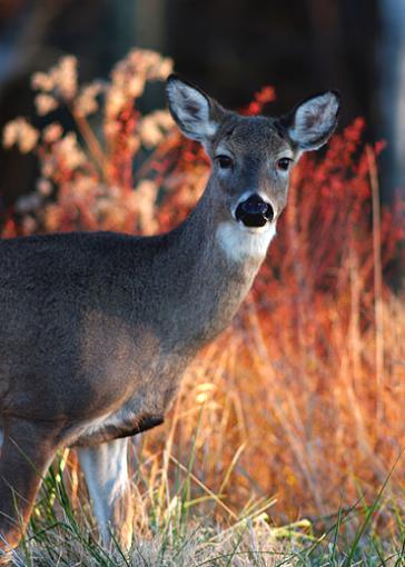 Doe with firebush behind-doe-fire-bush-behind.jpg