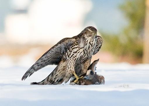 Lunch break for Juvy Northern Goshawk-american-wigeon-lunch-pr.jpg