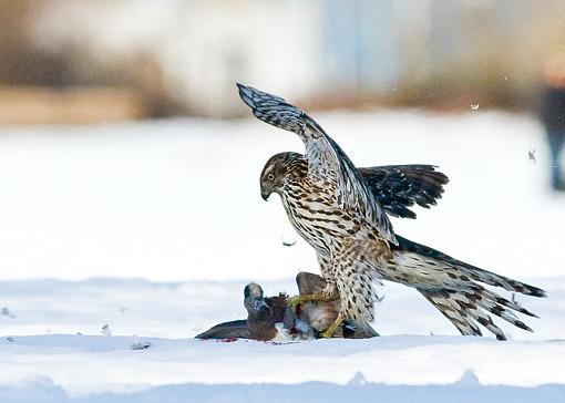 Lunch break for Juvy Northern Goshawk-american-wigeon-lunch-2-pr.jpg