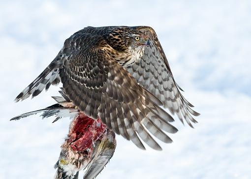 Click image for larger version. 

Name:	Goshawk leaving with meal pr.jpg 
Views:	6867 
Size:	187.3 KB 
ID:	62752