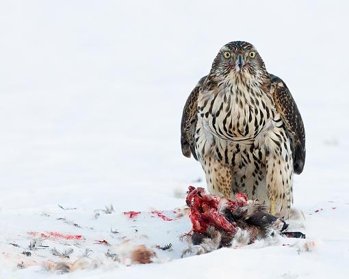 Lunch break for Juvy Northern Goshawk-face-face_with-goshawk-its-meal-pr.jpg