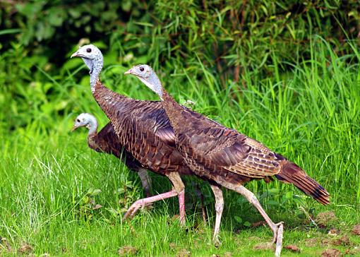 Wild Turkeys-three-turkeys-small.jpg