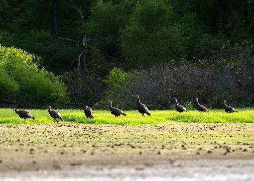 Wild Turkeys-turkey-parade-small.jpg