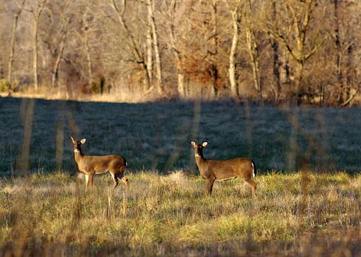 Evening Does-two-does-field-small.jpg