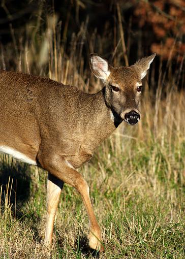 Theme: &quot;Expressions with Attitude&quot;...-doe-front-half-walking.jpg