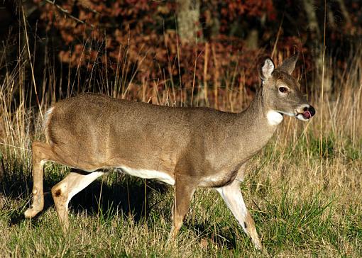 Theme: &quot;Expressions with Attitude&quot;...-doe-walking-licking-lip.jpg