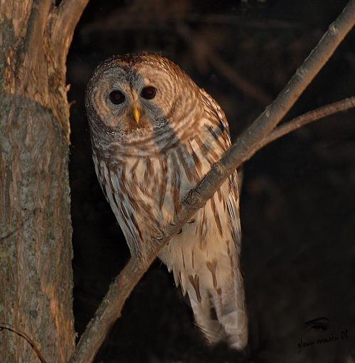 Barred Owl-chouette-ray%E9e-barred-owl.jpg