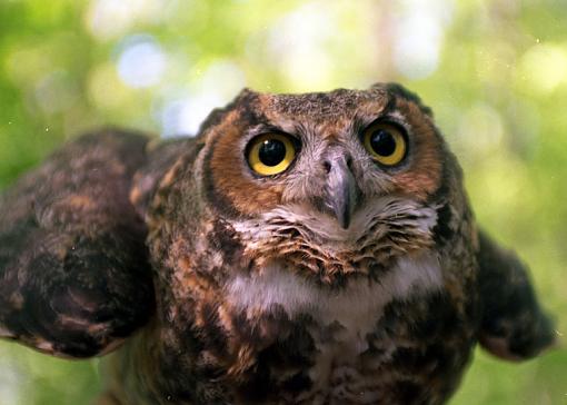 Theme: &quot;Expressions with Attitude&quot;...-owl-3.jpg