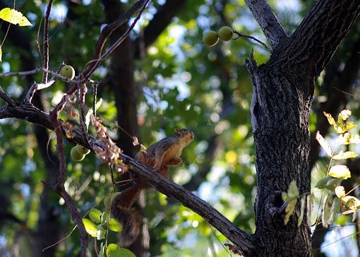 Theme: &quot;Expressions with Attitude&quot;...-fox-sq-eying-walnuts.jpg