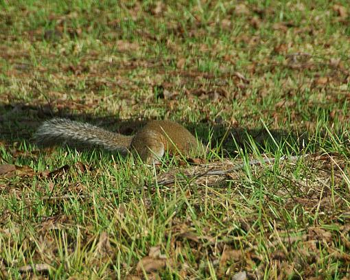 He's burying his nuts-dsc_9787-copy.jpg