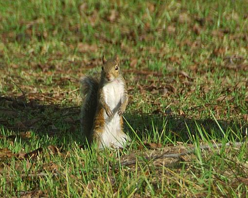 He's burying his nuts-dsc_9791-copy.jpg