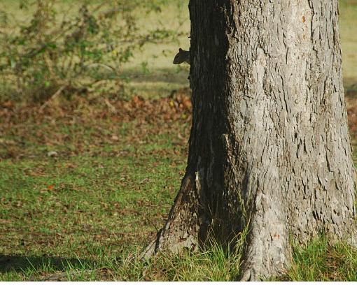 He's burying his nuts-dsc_9793-copy.jpg