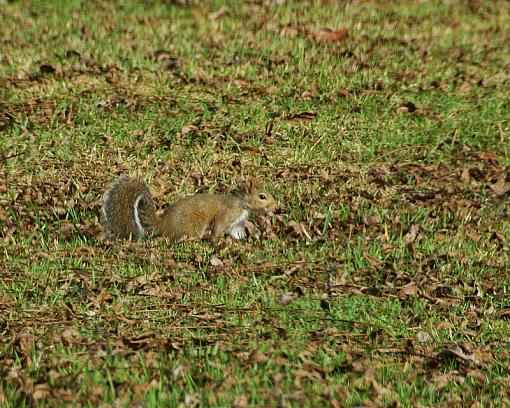 He's burying his nuts-dsc_9795-copy.jpg