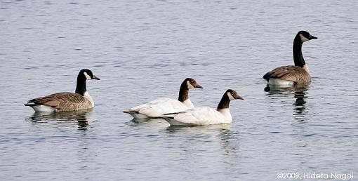 Winter 2008 Bird ID Thread.-strange-geese.jpg