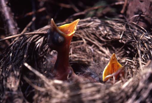 Theme: &quot;Expressions with Attitude&quot;...-baby-brids.jpg