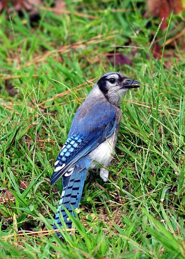 Theme: &quot;Expressions with Attitude&quot;...-bluejay-grass.jpg