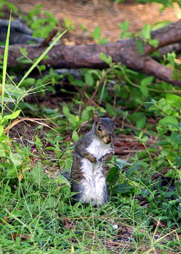 Theme: &quot;Expressions with Attitude&quot;...-squirrel-who-me..jpg