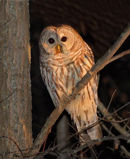 Barred Owl-chouette-ray%E9-2.jpg