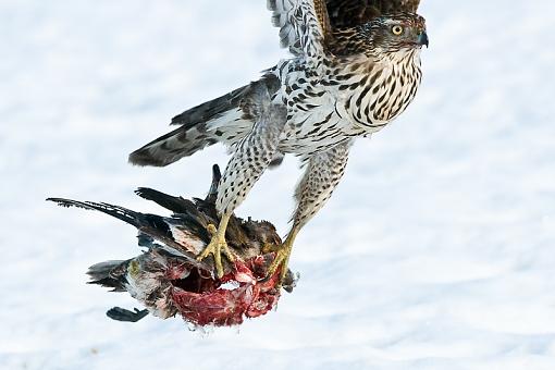 WARNING: Graphic Images. Better view with an empty stomach !!-goshawk-leaving-meal-2-pr.jpg