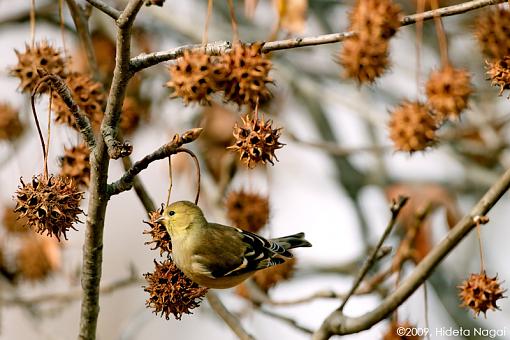 Sweetgum and a Finch-sweetgum-finch.jpg