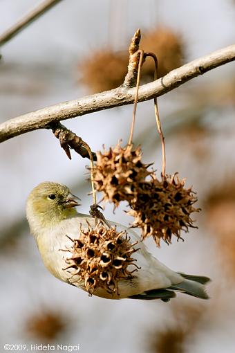 Sweetgum and a Finch-sweetgum-finch-2.jpg