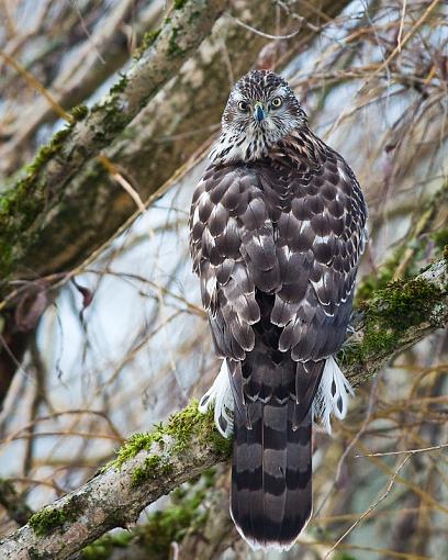 WARNING: Graphic Images. Better view with an empty stomach !!-northern-goshawk-looking-back-pr.jpg