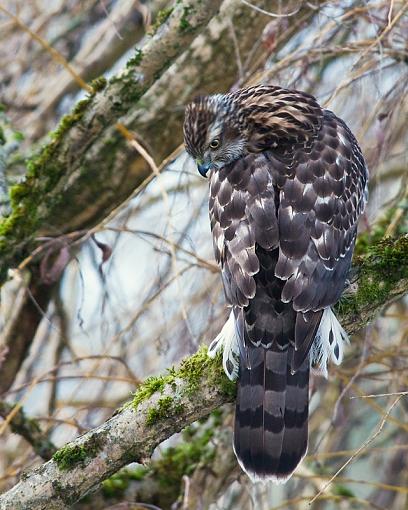 WARNING: Graphic Images. Better view with an empty stomach !!-northern-goshawk-looking-down-pr.jpg