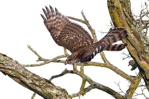 WARNING: Graphic Images. Better view with an empty stomach !!-hawk-flight-close-up-pr.jpg