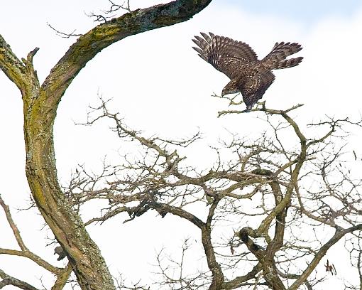 WARNING: Graphic Images. Better view with an empty stomach !!-hawk-flight-long-shot-pr.jpg