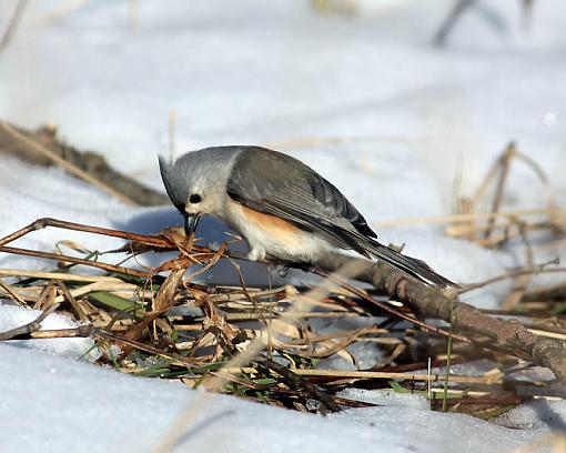 Winter 2008 Bird ID Thread.-2493w.jpg