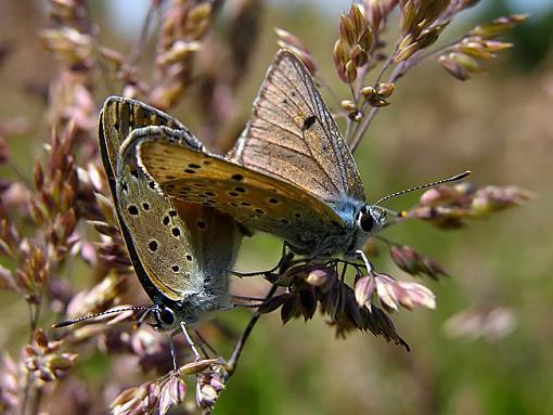 Copulating Butterflies-butterflies.jpg