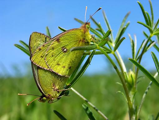 Copulating Butterflies-butterflies-2-.jpg