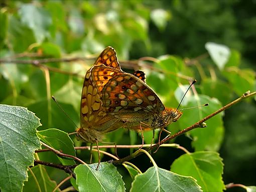 Copulating Butterflies-butterflies-3-.jpg