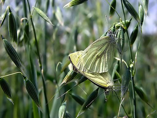 Copulating Butterflies-butterflies-5-.jpg